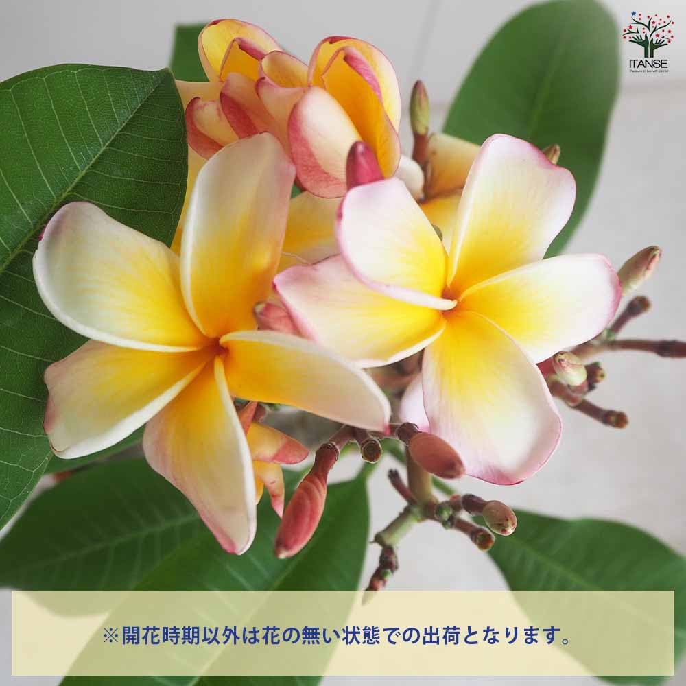 Amazon.co.jp: ITANSE プルメリア苗木 品種：テンプテーション 5